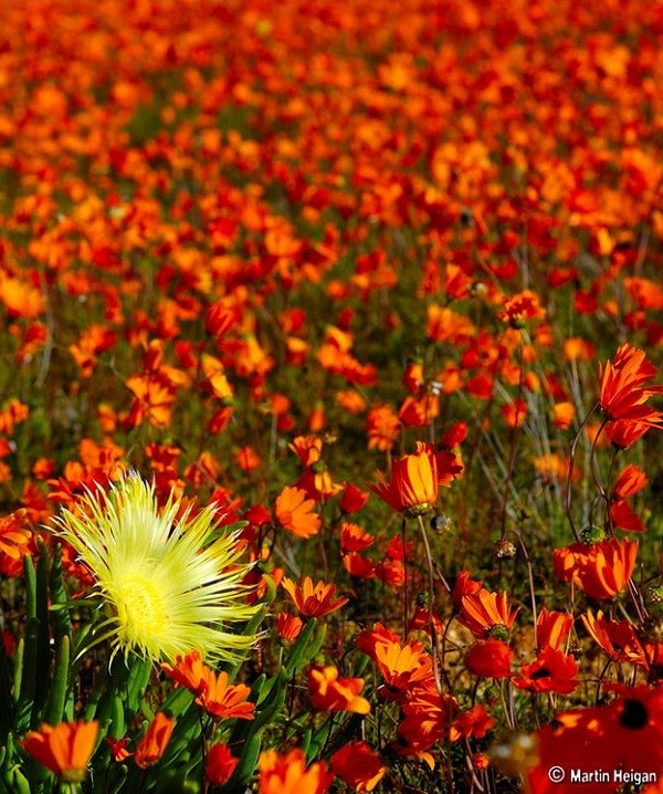 Đến châu Phi ngắm cảnh đẹp ngàn hoa cúc